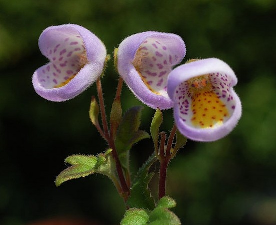 玄参科 Jovellana purpurea