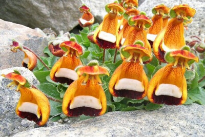 玄参科蒲包花属 布袋花 Calceolaria uniflora