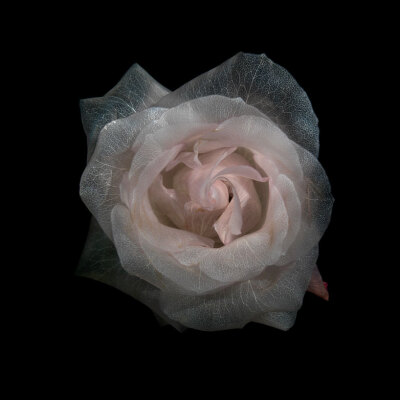 transparent roses - glass photographic series by alexander james