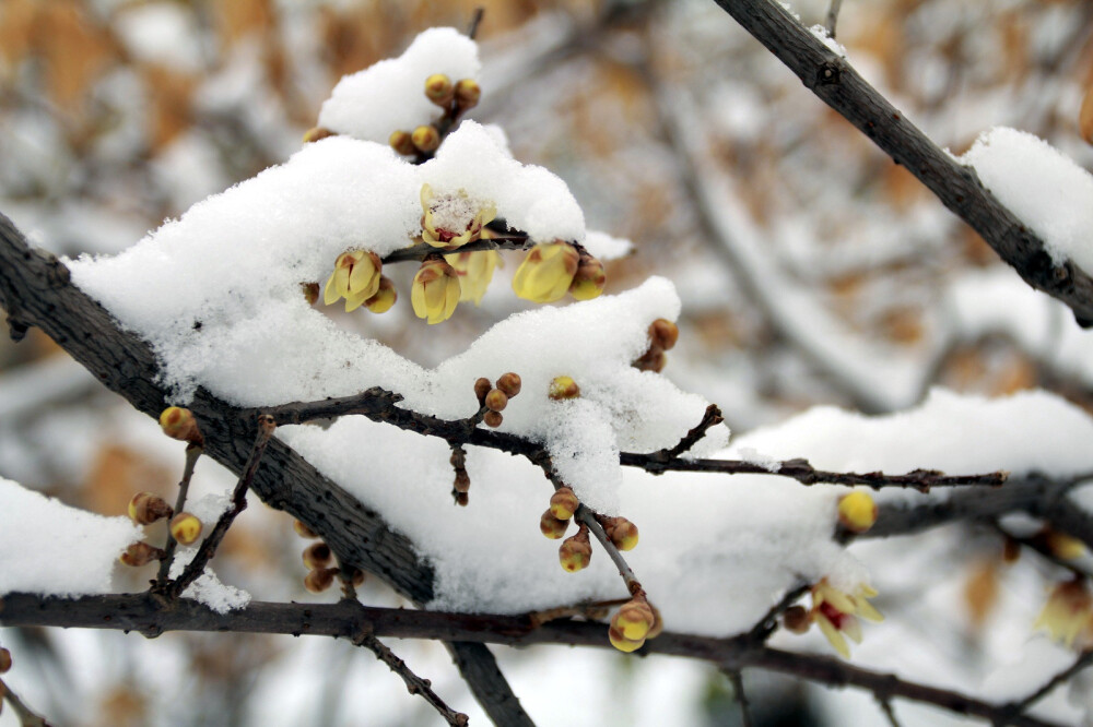 2013雪梅