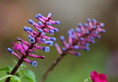 Aechmea gamosepala。瓶刷光萼荷~