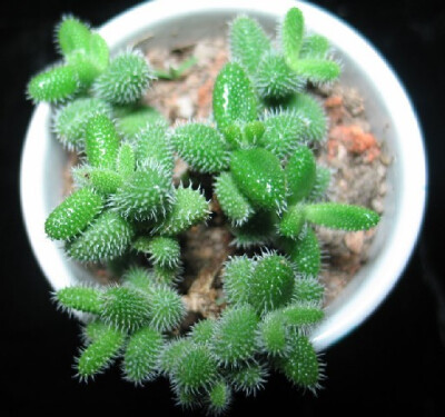 雷童（Delosperma echinatum），又名刺叶露子花，番杏科露子花属，喜阳光充足和通风良好的环境，耐干旱和半阴，无明显休眠期。栽培要点：生长适温15-25度，冬季不低于5度；配土一般用泥炭+蛭石+珍珠岩各一份；生长期…