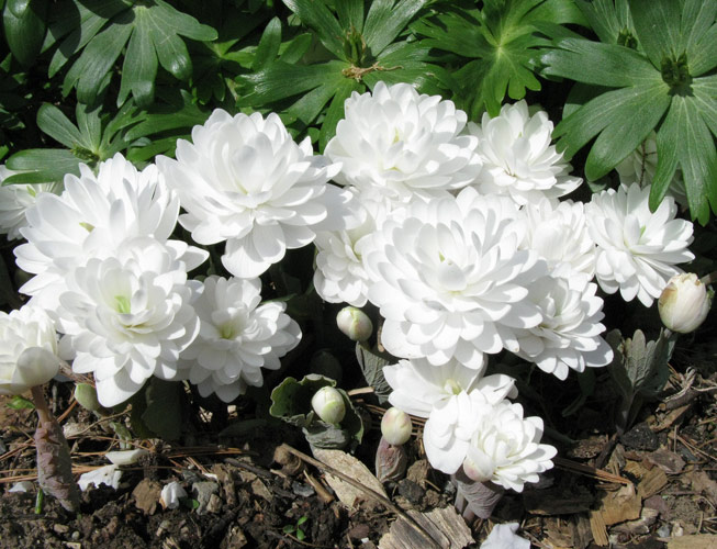 Sanguinaria canadensis 血根草