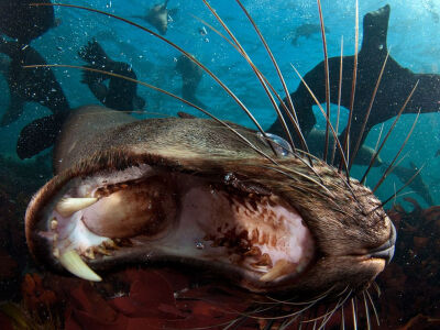 Cape fur seals are a favorite photographic subject of mine. They are curious and playful but at the same time hard to photograph. When there are hundreds of seals in the water they zoom around at brea…