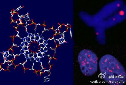 人体癌细胞发现四螺旋DNA结构】在DNA双螺旋结构发表60周年之际，来自剑桥大学的科学家宣称，他们在人类癌细胞中发现了“四螺旋”的DNA结构。研究人员称，该研究进一步突出了这些不寻常的DNA结构用于癌症治疗的潜力，接下来的工作是找到在癌细胞中对其定位的方法。http://t.cn/zYPDos5