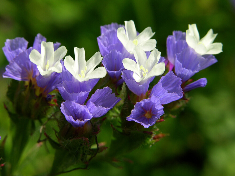 Limonium sinuatum。补血草