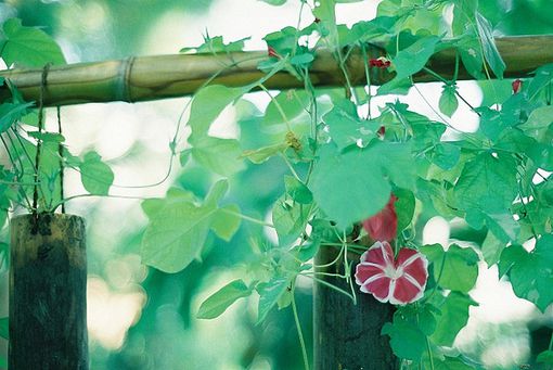 牵牛 夏天 篱笆 清晨