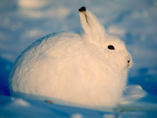 北极野兔，耳朵短，毛厚实，像个雪球。