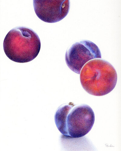 Plums Up - PRINT of Un-Still Life Colored Pencil Drawing - Plums Pluots Purple Fruit 8 x 10 Food Art