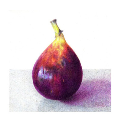 Black Fig - PRINT of a colored pencil drawing