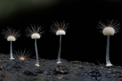 四蘑菇炸了毛
