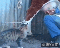 原来喵星人是这样喝牛奶的！