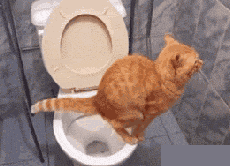 训练有素的喵星人