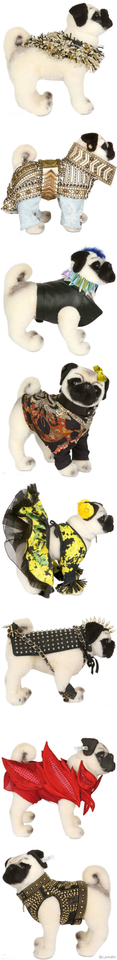 pug dog. blingbling