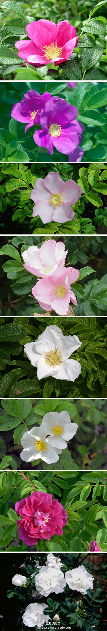 传统意义的玫瑰rosa rugosa，玫红单瓣；粉红单瓣玫瑰rosa rugosa f. rosea；白花单瓣玫瑰rosa rugosa f. alba；重瓣玫瑰rosa rugosa f. plena；白花重瓣rosa rugosa f. albo-plena