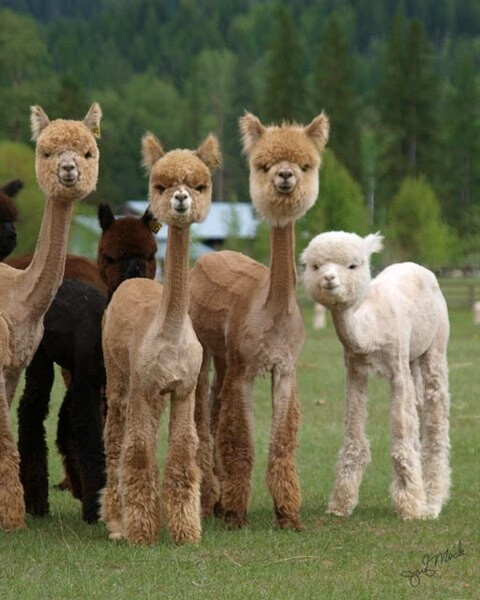 Sheared Alpacas