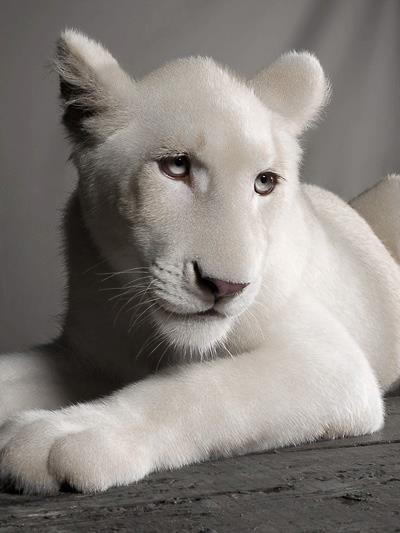 White lion cub