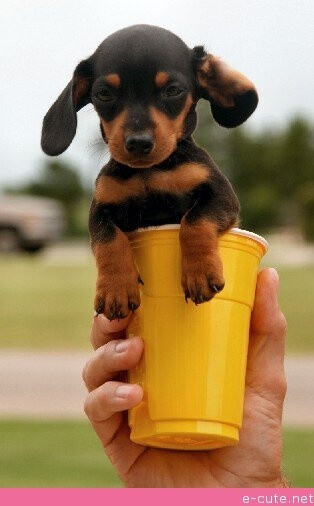 Doxie cup - for Nathalie. That's right. For me.