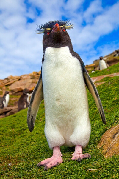 Rockhopper penguin, Carcass Island in the Falkland Islands archipelago