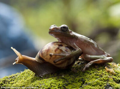 【环球网综合报道】据外媒15日报道，日前，印尼摄影师诺丁•塞鲁堰（Nordin Seruyan）在家附近的池塘偶然拍到一只超“懒”青蛙以蜗牛当座驾，搭便车的一幕，十分富有喜感。