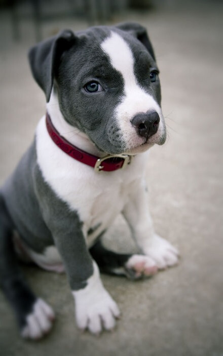 Cute grey and white pitbull puppy.