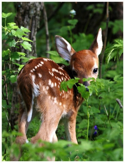 Just about the most darling, ridiculously cute fawn of all time! #deer #animals #cute #cuteoverload #fawn #babyanimals