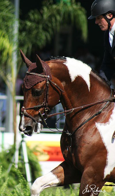 Pinto warmblood