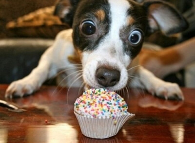 cupcake, cupcake, gimme cupcake