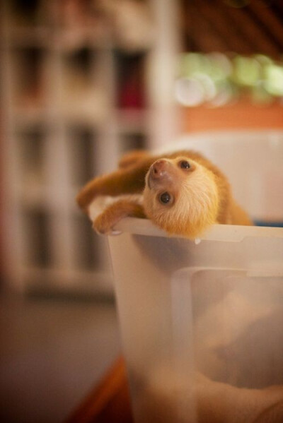 Sloth!