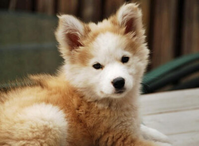 golden retriever siberian husky mix!!! OH MY GOSH I WANT THIS!!!!!