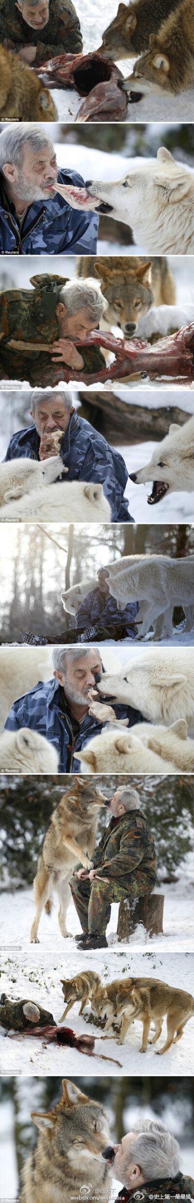 【结识一下“狼人”吧】德国萨尔州的79岁男子佛罗因德堪称不折不扣的“狼人”。1972年，他创建了一个狼群保护地带。自那时起，他共饲养过70余只各品种的狼。为了确立自己在狼群中的领袖地位，他坚持有肉自己先吃，然…