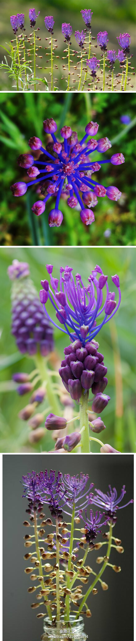 葡萄风信子家族中的一员：流苏葡萄风信子(Muscari comosum)