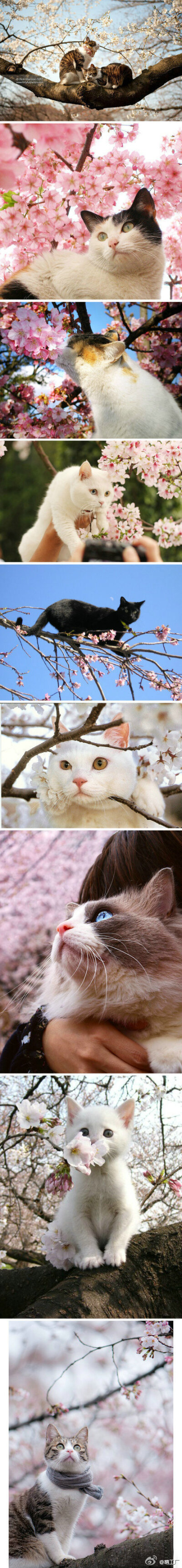 樱花和猫