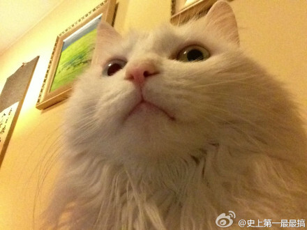 救命！！我不在的时候我家猫用IPAD自拍啊啊啊啊啊啊啊啊啊啊啊啊啊啊！！！刚才翻相册才发现吓死我了！！！！（by无大比）