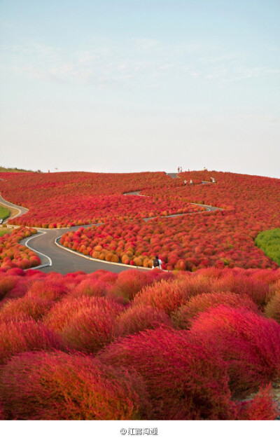 【爱丽丝漫游仙境】Kochia Hill（地肤山），位于日本关东茨城县。