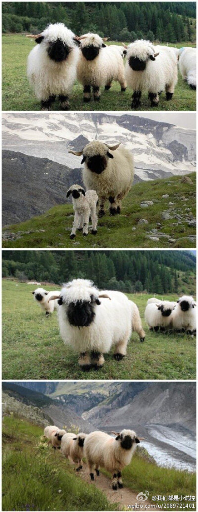 【瓦莱黑鼻羊：我擦嘞怎么能这么萌】瓦莱黑鼻羊（Valais Blacknose），是瑞士瓦莱地区培育出来的一种绵羊： 我擦嘞萌成这样还需要描述吗！大人，您这身白衣裳哪买的？大人，你的月亮哪去了大人？