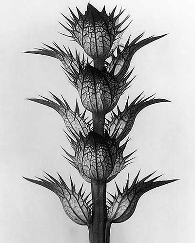 Karl Blossfeldt 植物摄影