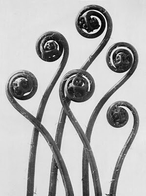 Karl Blossfeldt 植物摄影