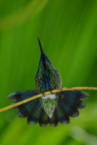 Sparkling violet ear hummingbird displaying its beauty at butterfly world in fort lauderdale florida.