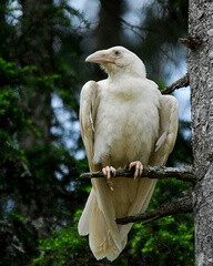 the white Ravens of Qualicum Beach, Vancouver. the birds are said not to be “albino,” but “leucistic,” a genetic defect resulting in birds that lack normal pigmentation. (“albinism” is a result of the reduction of melanin)