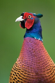 “Portrait of a Pheasant” by Jakub Mrocek