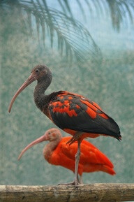 ~~ Scarlet Ibis, a beautiful bird from South America and islands of the Caribbean ~~