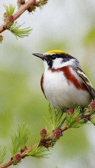 Chestnut sided Warbler...Dendroica pennsylvania. eastern U.S.