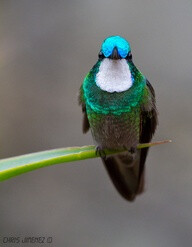 White-throated Mountain Gem