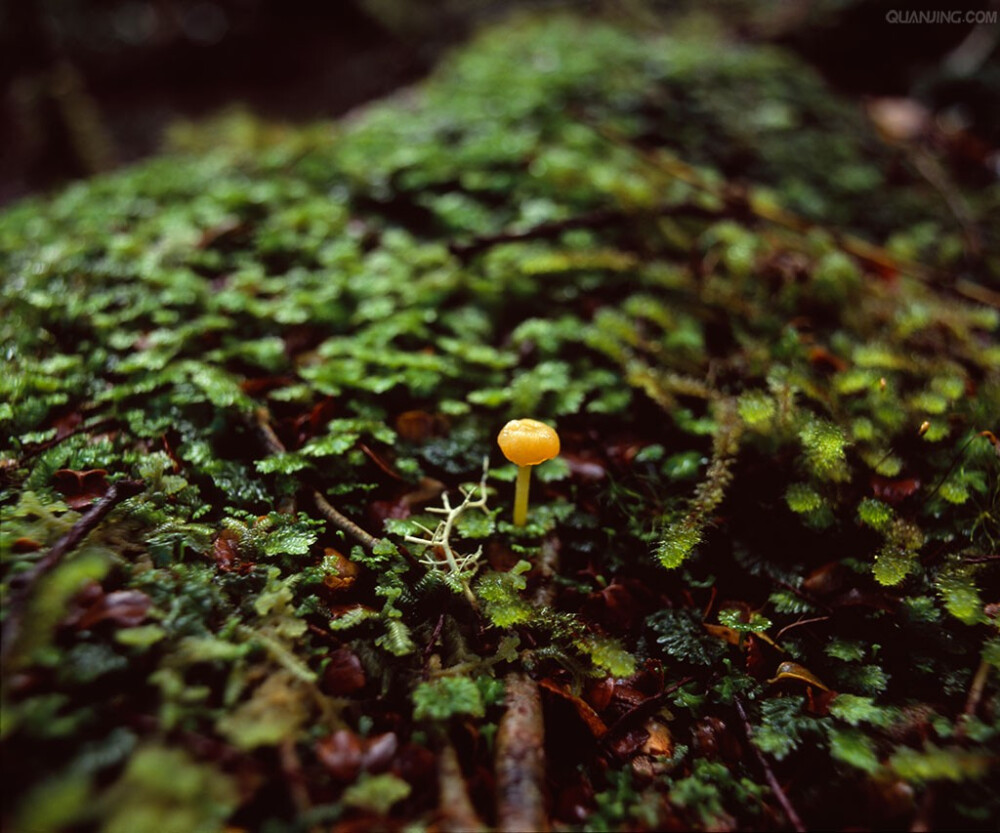 *苔藓和蘑菇*