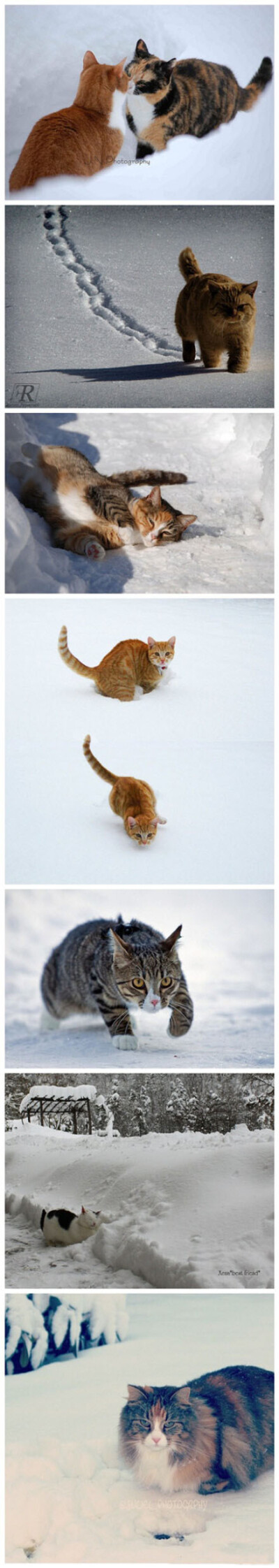 雪中猫星人的Style，你喜欢吗？