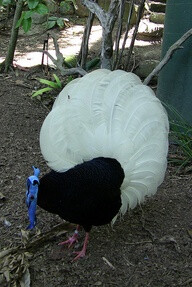 Bulwer’s pheasant