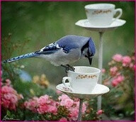 Bird feeder