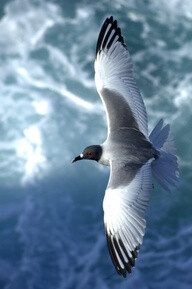 Bird in Flight - Gorgeous Photo !