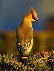 Waxwing